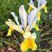 Іриси Hollandica Yellow & amp; White (5шт.)