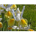 Іриси Hollandica Yellow & amp; White (5шт.)