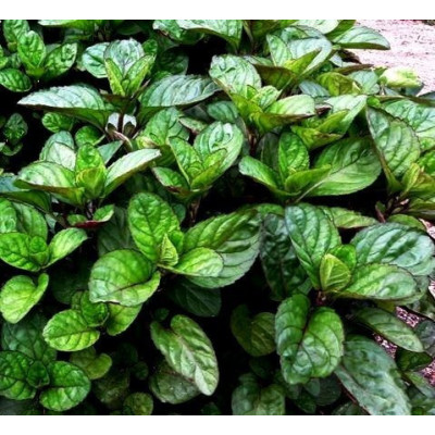 М'ята апельсинова (Mentha piperita Granada)