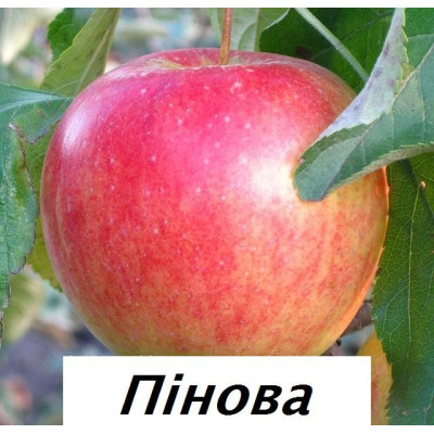 Яблоня Пинова (двухлетняя)