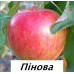 Яблоня Пинова (двухлетняя)