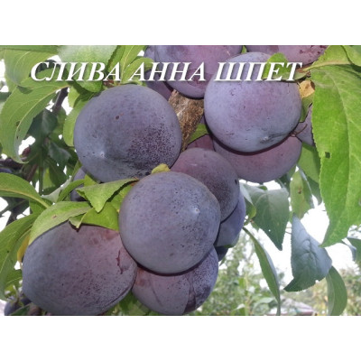 Слива Анна Шпет (дворічна)