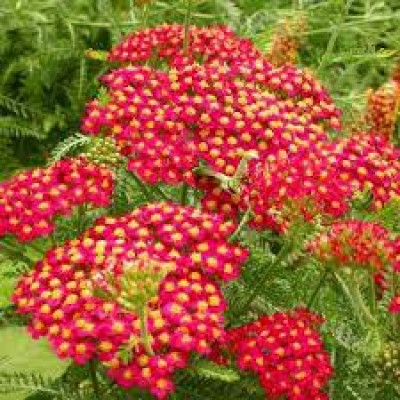 Деревій Paprika (кореневище)