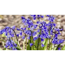 Гиацинтоидес Blue (Синий) / 3 шт.