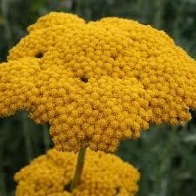 Тысячелистник Parker's Variety (корневище)