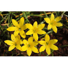 Зефирантес Citrina (3 шт.)