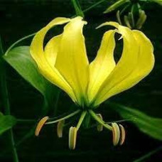 Глориоза Lutea