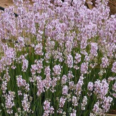 Лаванда розовая Loddon Pink (ОКС)