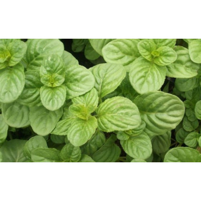 М'ята яблучна (Mentha Rotundifolia)