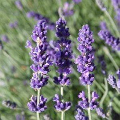 Лаванда Dark Hidcote Blue дворічна (ВКС)