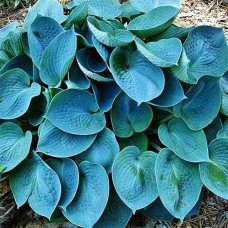 Хоста Blue Cadet (корневище)