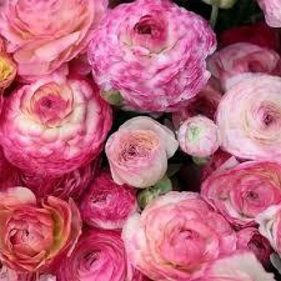Ранункулюс Аviv Picotee Rose (3 шт.)