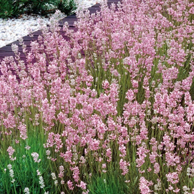 Лаванда рожева Rosea (ОКС)