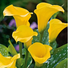 Кала Florex Gold