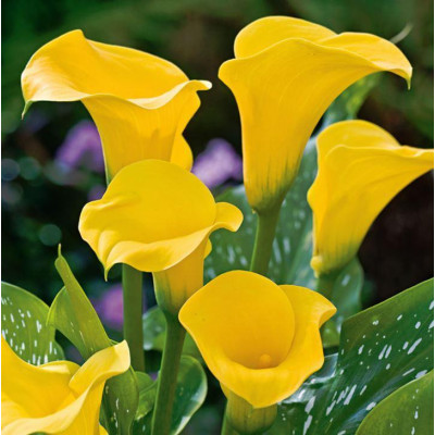 Кала Florex Gold