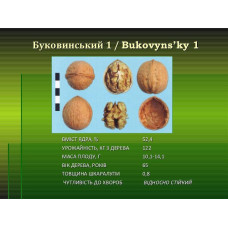 Волоський горіх Буковінскій (щеплений) дворічний