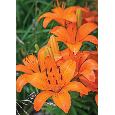 Лілія Orange Tone