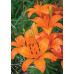 Лілія Orange Tone