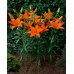 Лілія Orange Tone