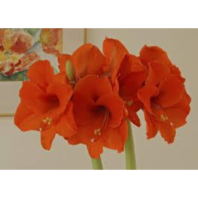 Aмарілліс Orange Sovereign