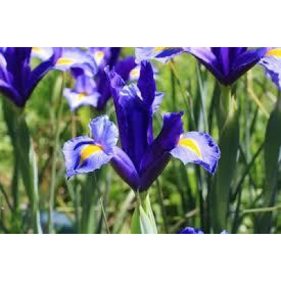 Іриси Hollandica Blue (5шт.)
