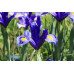 Іриси Hollandica Blue (5шт.) Іриси Hollandica Blue (5шт.)