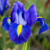 Іриси Hollandica Blue (5шт.)