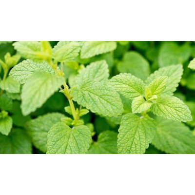 М'ята лимонна (Mentha piperita Lemon Fresh)