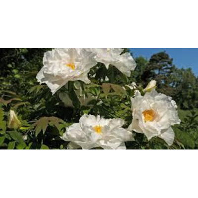 Півонія деревовидна Біла / сіянець
