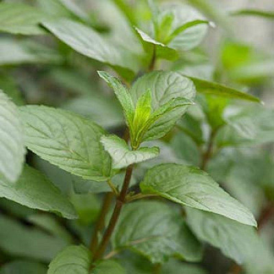 М'ята грейпфрутова (Mentha piperita Grapefruit Mint)