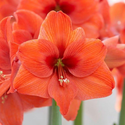 Aмарілліс Naranja