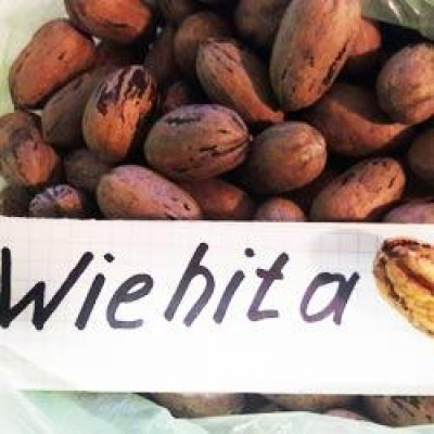 Горіх Пекан Вишита (однорічний) / сіянець