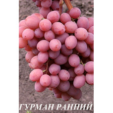 Виноград Гурман