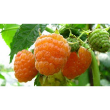 Желтая малина Вигорова (ананасная)