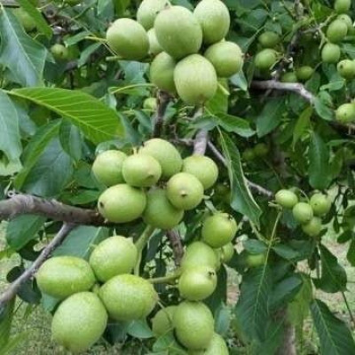 Волоський горіх Каларашський (щеплений) однорічний