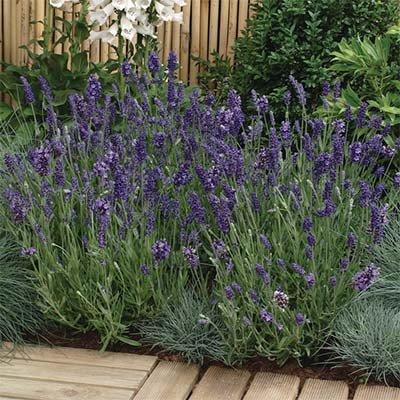Лаванда Ellagance Purple (ВКС)