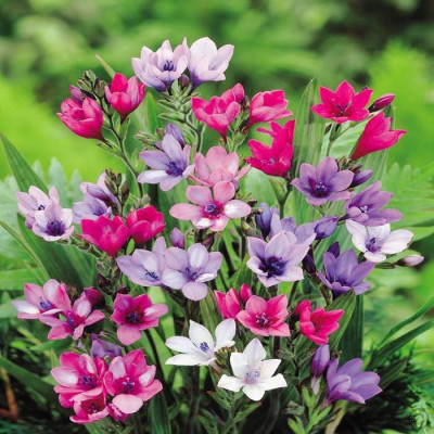 Бабіана Kew hybrids (3 шт.)