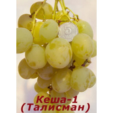 Виноград Кеша