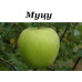 Яблоня Мутсу (двухлетняя)