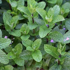 М'ята полунична (Mentha spicata Almira)