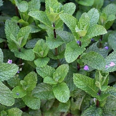 М'ята полунична (Mentha spicata Almira)