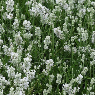 Лаванда Hidcote White (ВКС)