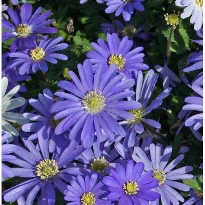 Анемона Blanda Blue Shades (3шт.)