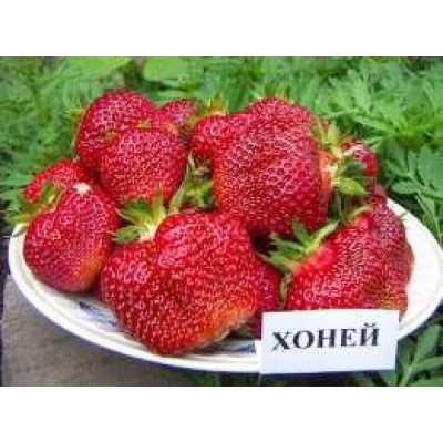 Полуниця Хоней (ВКС) 5штк