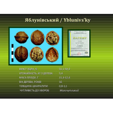 Волоський горіх Яблунівський (щеплений) однорічний