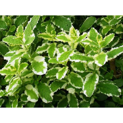 М'ята ананасна (Mentha rotundifolia Ananasminze)