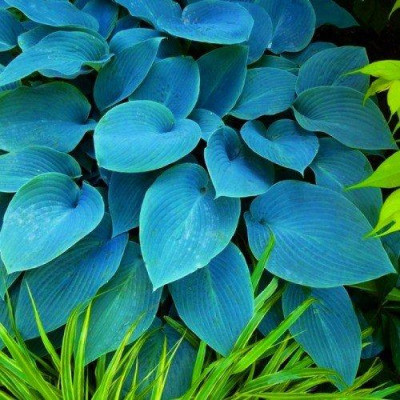 Хоста Halcyon (корневище)