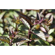 М'ята шоколадна (Mentha piperita citrata Chocolate)