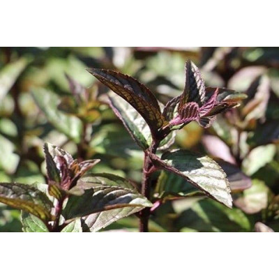 М'ята шоколадна (Mentha piperita citrata Chocolate)