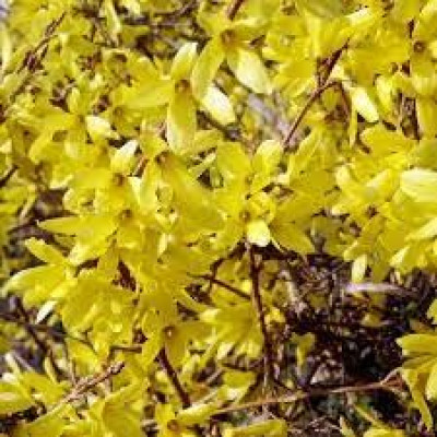 Форзиція Квітуча Жовта (дворічна)